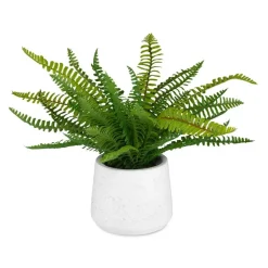 Mor Furniture Boston Fern Plant