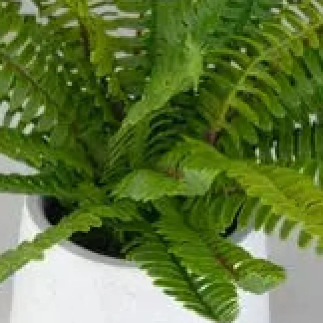 Mor Furniture Boston Fern Plant