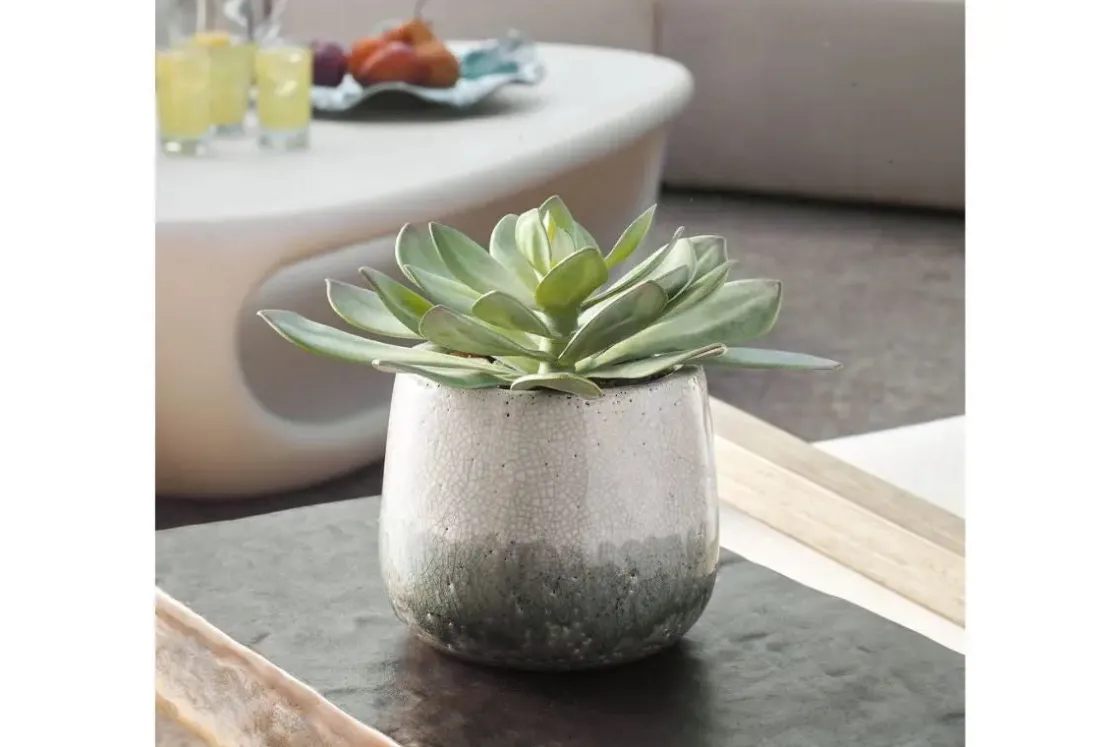 Mor Furniture Dudleya Succulent In Green