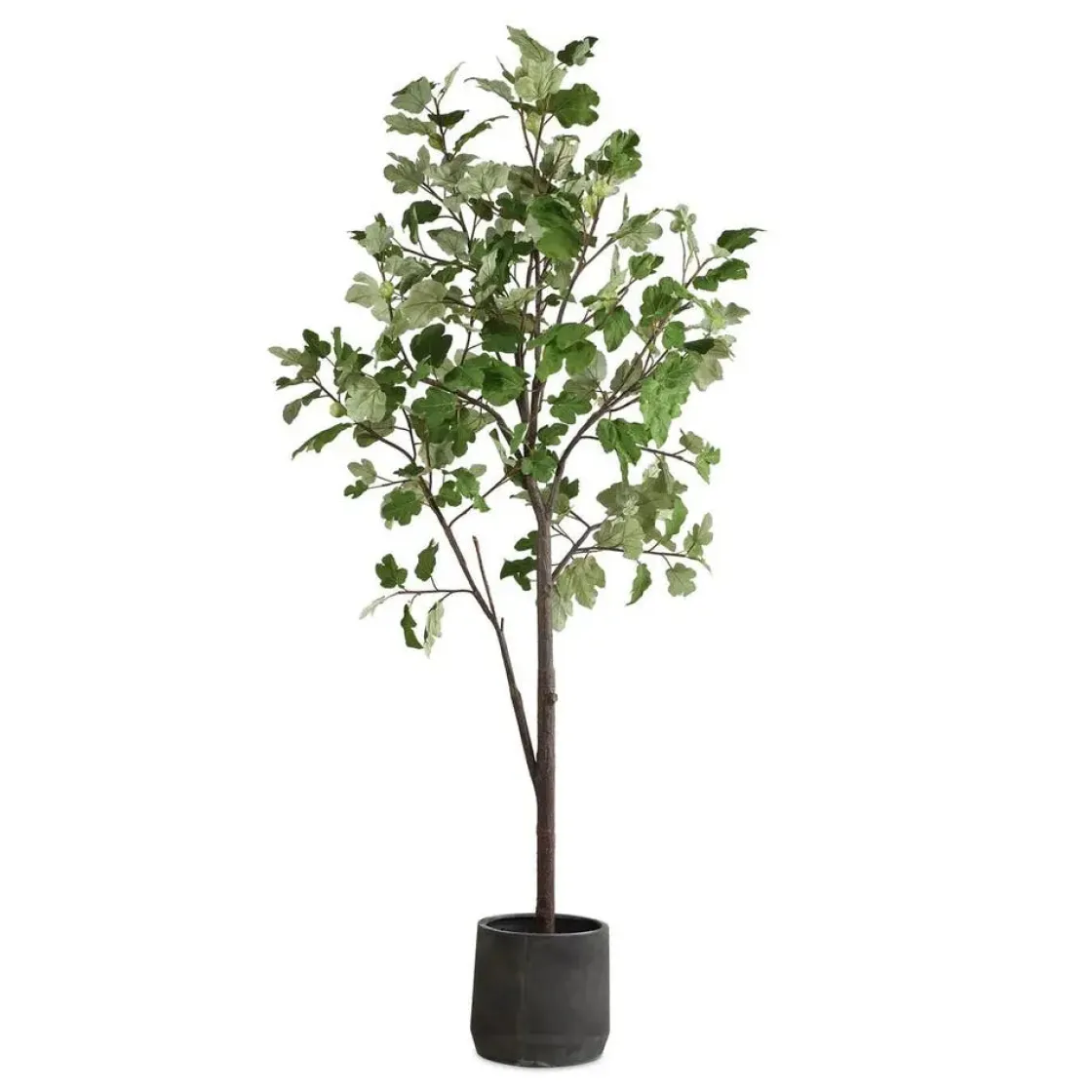 Mor Furniture Eden Fig Tree Plant