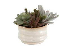 Mor Furniture Mesa Succulent