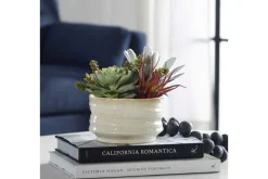 Mor Furniture Mesa Succulent