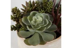 Mor Furniture Mesa Succulent
