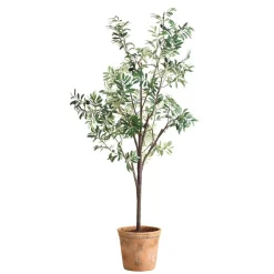Mor Furniture Olea Olive Fruit Tree Plant