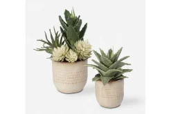 Mor Furniture Seaside Succulents, Set Of 2