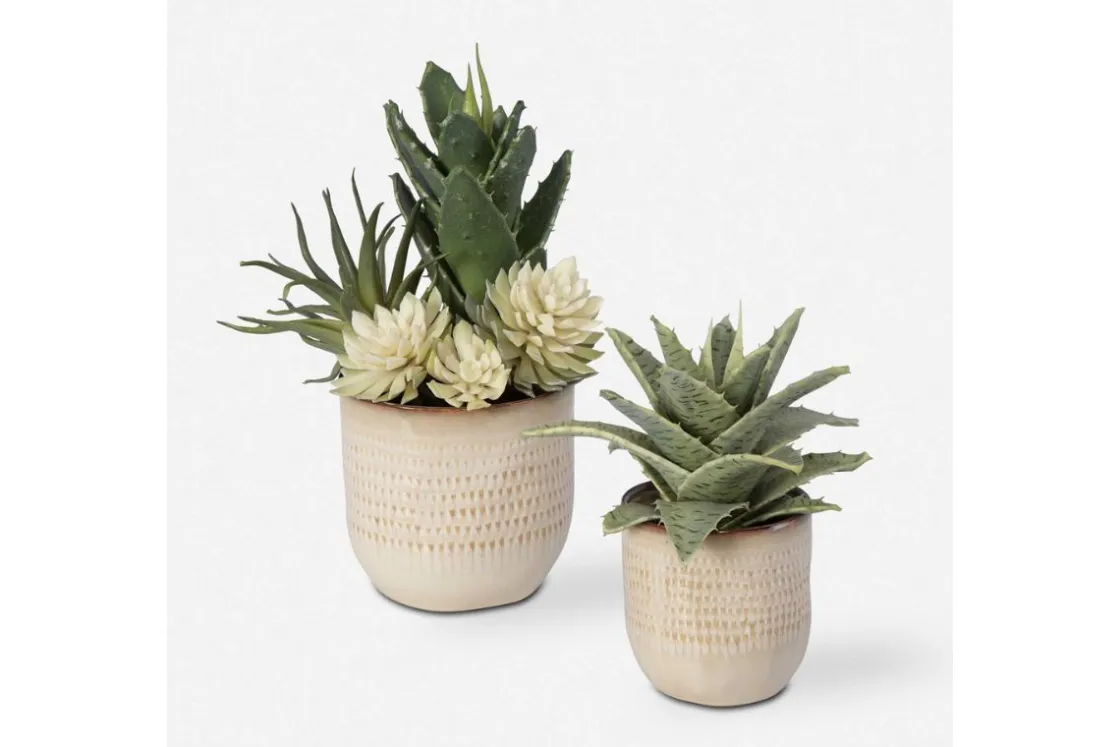 Mor Furniture Seaside Succulents, Set Of 2