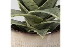 Mor Furniture Seaside Succulents, Set Of 2