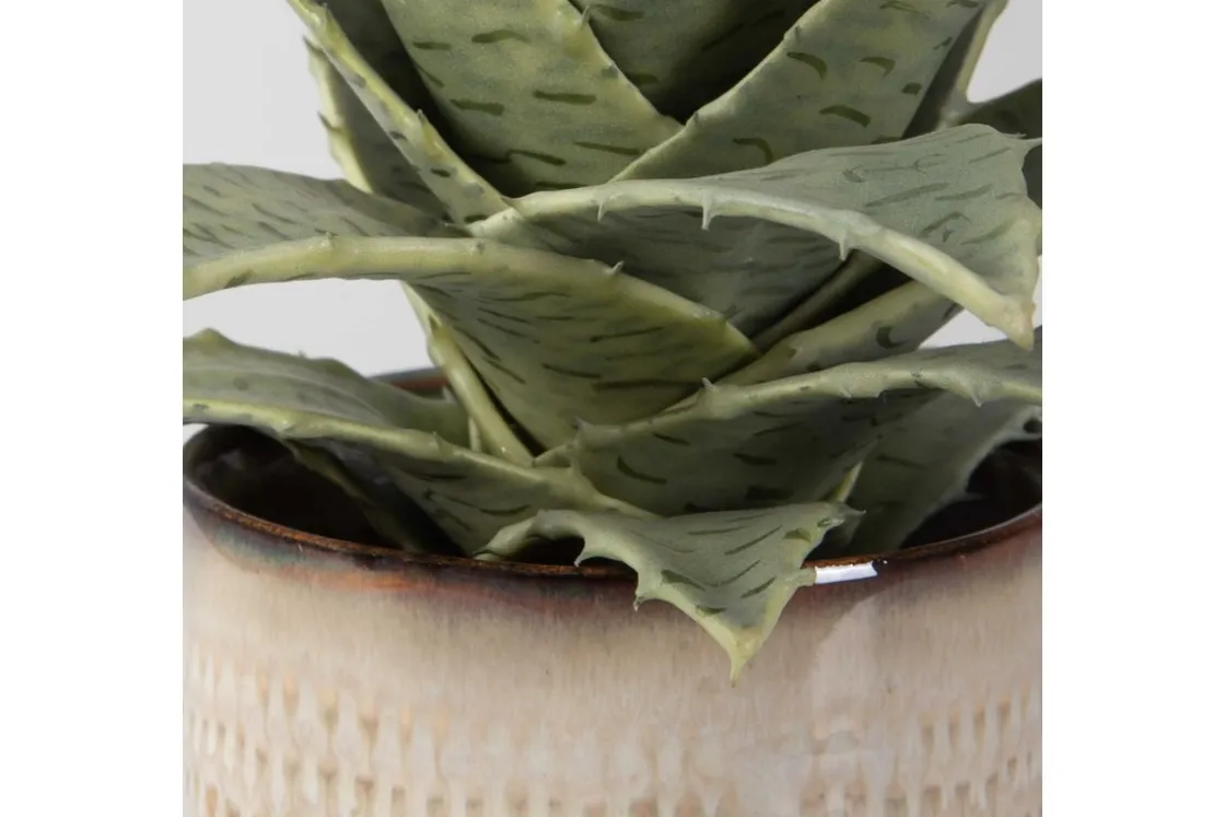 Mor Furniture Seaside Succulents, Set Of 2
