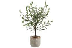 Mor Furniture Solea Olive Tree